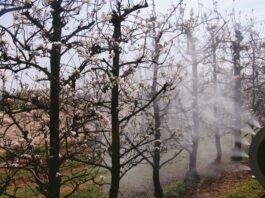 Irroratrice per impianti a spalliera. Il Turboatomizzatore portato ad aspirazione anteriore.