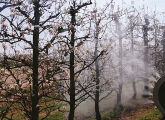 Irroratrice per impianti a spalliera. Il Turboatomizzatore portato ad aspirazione anteriore.