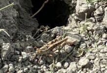 … E infine arrivarono le cavallette!