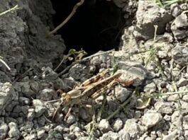 … E infine arrivarono le cavallette!