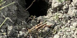 … E infine arrivarono le cavallette!