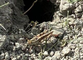 … E infine arrivarono le cavallette!