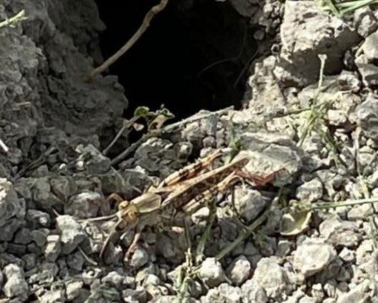 … E infine arrivarono le cavallette!