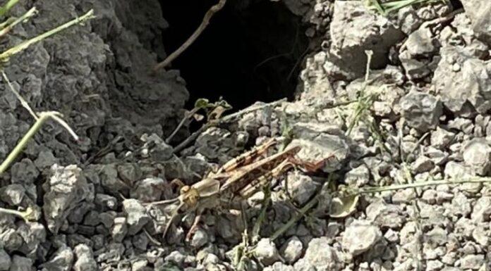 … E infine arrivarono le cavallette!