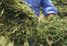 “Made green in Italy”, la certificazione ambientale che AIFE/Filiera Italiana Foraggi vuole ottenere per le aziende associate