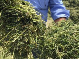 “Made green in Italy”, la certificazione ambientale che AIFE/Filiera Italiana Foraggi vuole ottenere per le aziende associate