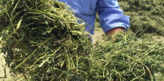 “Made green in Italy”, la certificazione ambientale che AIFE/Filiera Italiana Foraggi vuole ottenere per le aziende associate