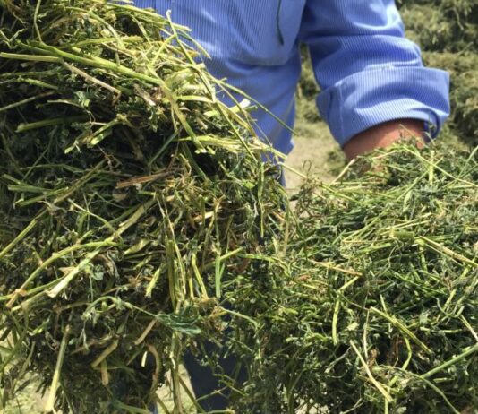 “Made green in Italy”, la certificazione ambientale che AIFE/Filiera Italiana Foraggi vuole ottenere per le aziende associate
