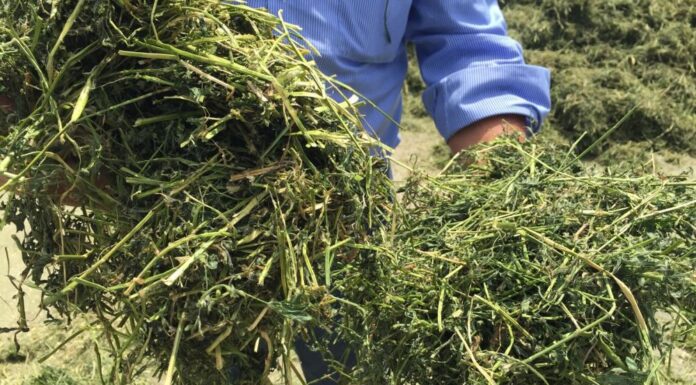 “Made green in Italy”, la certificazione ambientale che AIFE/Filiera Italiana Foraggi vuole ottenere per le aziende associate