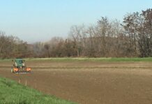 Cereali e dintorni. Grande influenza sui prezzi deriva dal cambio