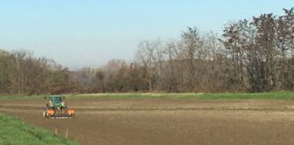 Cereali e dintorni. Grande influenza sui prezzi deriva dal cambio