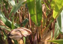 Cereali e dintorni. Tanto tuonò che alla fine piovve!