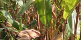 Cereali e dintorni. Tanto tuonò che alla fine piovve!