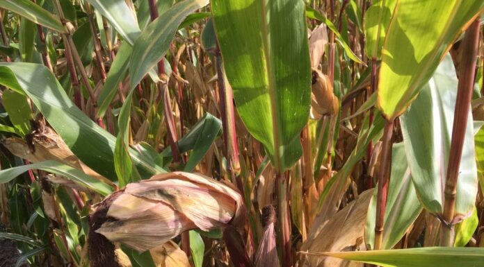 Cereali e dintorni. Tanto tuonò che alla fine piovve!