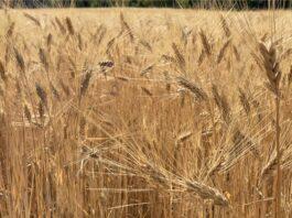Cereali e dintorni. L’incubo continua