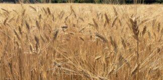 Cereali e dintorni. L’incubo continua