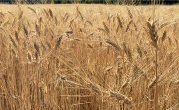 “Cereali e dintorni”. Tra fuochi d’artificio anche momenti di calma, ma non di stabilità.