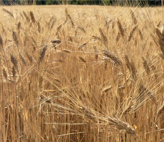 Cereali e dintorni. L’incubo continua