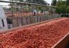 Pomodoro da industria: ingiustificata la rigidità della parte industriale