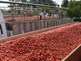 Pomodoro, conclusa la campagna 2022 nel Nord Italia