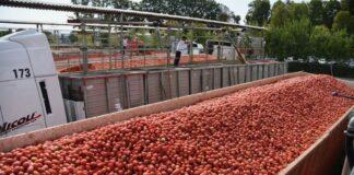 Pomodoro da industria: ingiustificata la rigidità della parte industriale