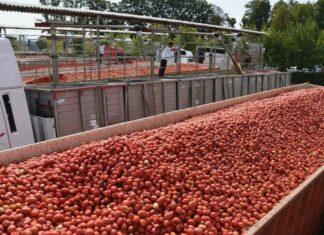 Pomodoro da industria: ingiustificata la rigidità della parte industriale