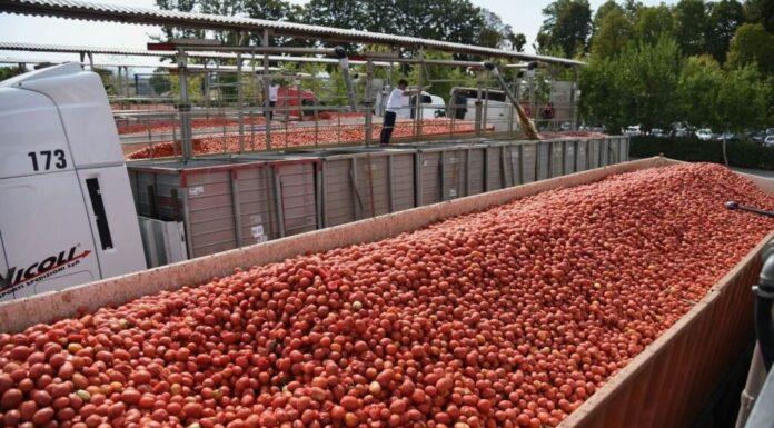 Pomodoro, conclusa la campagna 2022 nel Nord Italia
