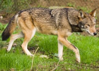 Lupo in Appennino: la Provincia di Parma chiede un intervento della Regione