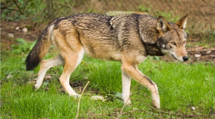 Lupo in Appennino: la Provincia di Parma chiede un intervento della Regione