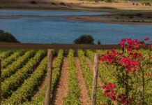 I 100 GIORNI DELLA VENDEMMIA SICILIANA 2022