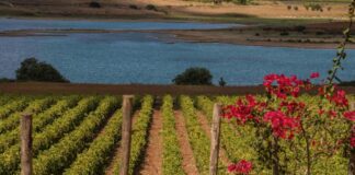 I 100 GIORNI DELLA VENDEMMIA SICILIANA 2022