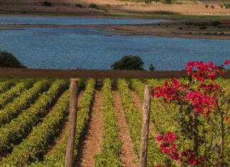 I 100 GIORNI DELLA VENDEMMIA SICILIANA 2022