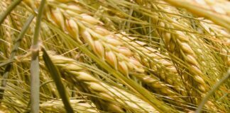 Allergia al grano, come riconoscerne i sintomi