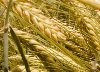 Allergia al grano, come riconoscerne i sintomi
