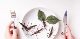 Mangiare insetti: una questione ambientale o un’altra “lotta di classe”?