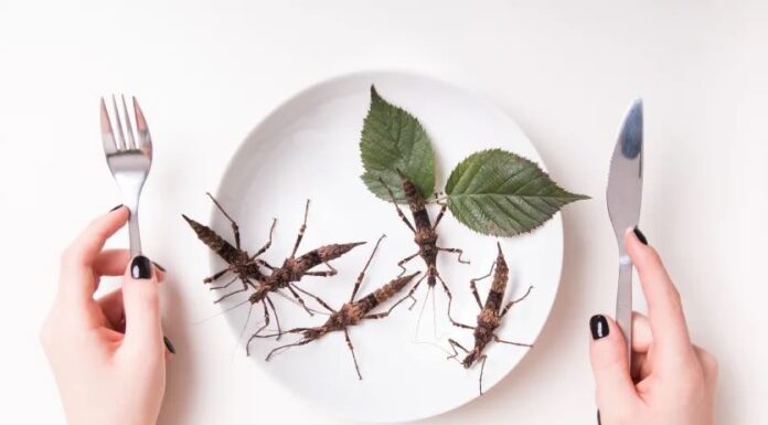 Mangiare insetti: una questione ambientale o un’altra “lotta di classe”?
