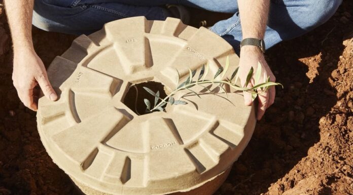 Tree Cocoon, una tecnica innovativa che favorisce la riforestazione