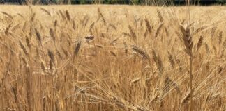 “Cereali e dintorni”. In attesa di spunti per il rilancio.