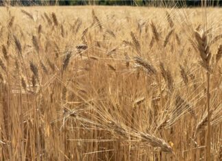 Cereali e dintorni. Le tensioni geopolitiche lasciano ancora il segno.