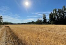 “Cereali e dintorni”. Soia, primi segnali di recupero.