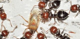 Fermiamo una società futura alimentata a insetticibi