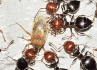 Fermiamo una società futura alimentata a insetticibi