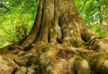 Sostenibilità. Certificati da SYNESGY by CRIBIS