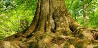 Sostenibilità. Certificati da SYNESGY by CRIBIS