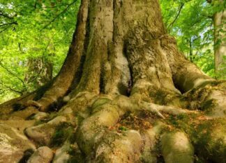 Sostenibilità. Certificati da SYNESGY by CRIBIS