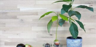 La promettente coltivazione dell’avocado sulle rive del mare Jonio.