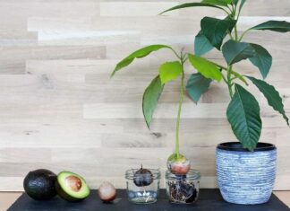 La promettente coltivazione dell’avocado sulle rive del mare Jonio.