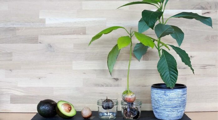 La promettente coltivazione dell’avocado sulle rive del mare Jonio.