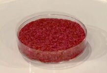 Carni sintetiche: l’importazione è sempre possibile…purtroppo