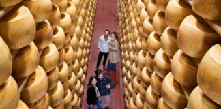 Caseifici aperti: oltre 13.000 visitatori alla scoperta dei segreti del Parmigiano Reggiano
